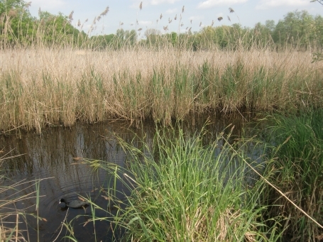 Nettetal-Leuth : Rohrdommelfläche, Schilfröhricht